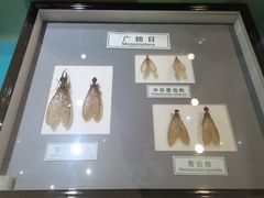 -上海昆虫博物馆