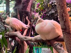 -正佳雨林生态植物园
