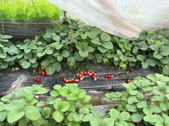 -小鱼草莓采摘园农家乐·小鱼餐厅