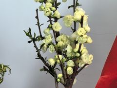 -苏州上方山国家森林公园