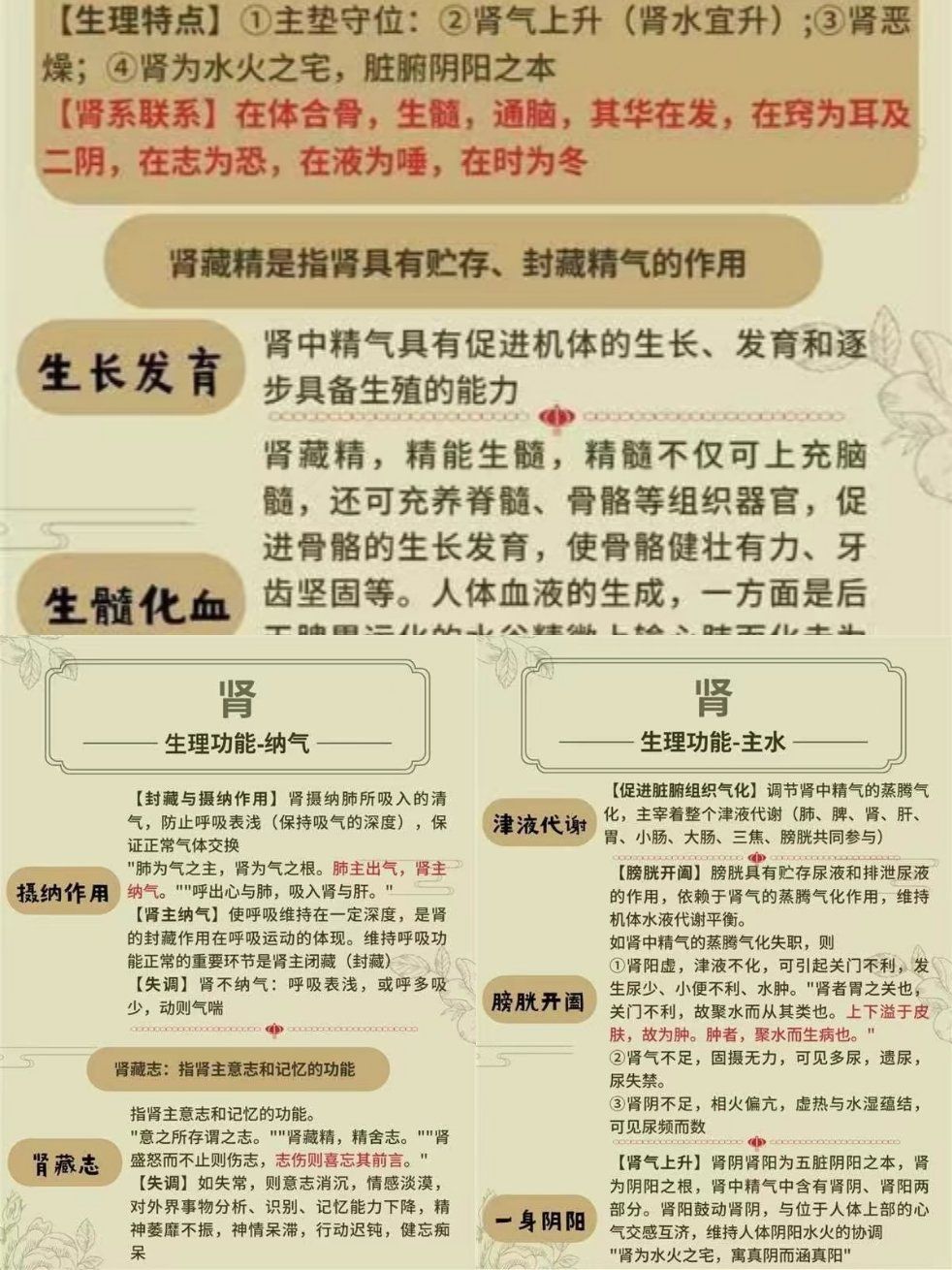 肾有什么作用和功能?肾到底有多重要?为什么要强调补肾?