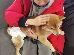 -南京Hallo宠物乐园·哈罗犬舍·柴犬繁育基地