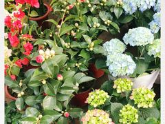 -秦美花卉(天朗·莱茵小城2期店)