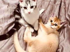 -Bastet sally猫舍购宠(静安店)