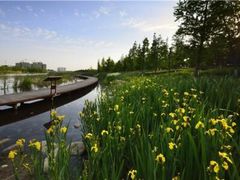 -合肥滨湖国家森林公园