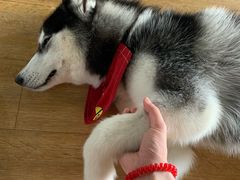 -Husky Go! 哈士奇体验馆·宠物咖啡厅狗咖
