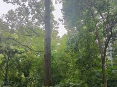 -成都市活水公园