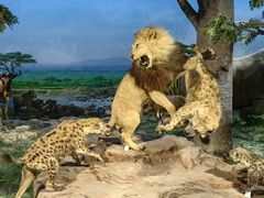 -国家自然博物馆