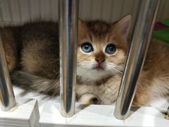 -东方名猫馆·英短金渐层布偶猫舍(环线广场1号楼店)