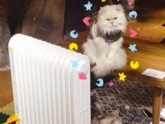 -猫猫幼稚园·撸猫·桌游·电玩