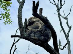 -费瑟代尔野生动物园