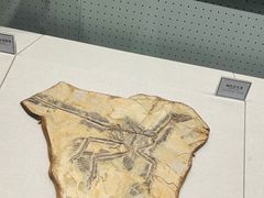 -辽宁古生物博物馆