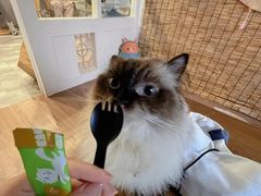 -楼上猫咖(罗湖店)