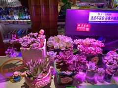 -姜家味锅贴小海鲜