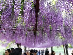 -嘉定紫藤园