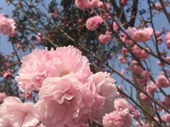 -天适樱花悠乐园