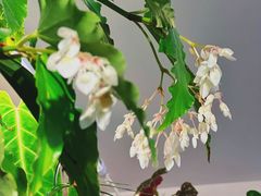 -吉丁鸟咖·异宠·寄养