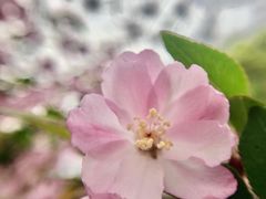 -西湖外事游船(花港观鱼码头)