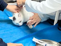 -喜多萌中农锦绣动物医院24H·猫科·牙科MRI·CT