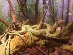 -正佳雨林生态植物园
