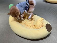 -逗柴咖啡屋·狗咖猫咖宠物桌游