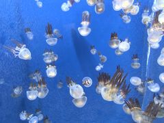 -芜湖新华联大白鲸海洋公园