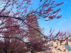 -牛首山文化旅游区