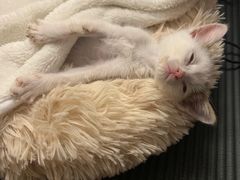 -荔康动物医院(康王北路店)