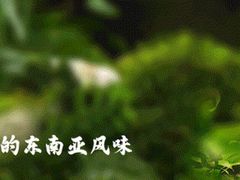 -荷花泰菜(东方新天地店)