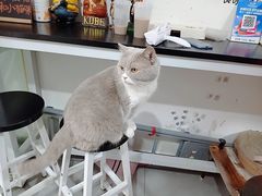 -我爱猫咪·猫咖·狗咖·安哥拉兔·羊驼咖(小寨华旗店)