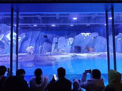 -上海海昌海洋公园-冰山北极馆