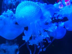 -梦幻海洋王国(吾悦广场张家港店)