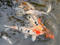 -江宁织造博物馆