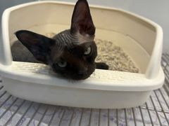 -翊宠yipet猫狗购宠庄园犬舍•猫舍