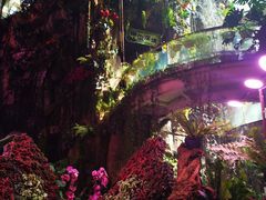 -正佳雨林生态植物园