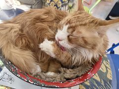 -平行世界·猫咖(首经贸店)