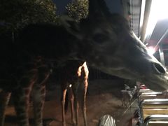-清迈夜间动物园