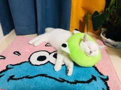 -lincat·猫舍(广州店)