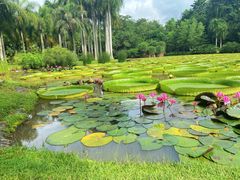 -中国科学院西双版纳热带植物园