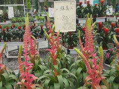 -上海鲜花港