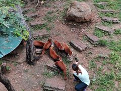 -大连森林动物园