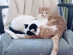 -安安宠医宠物医院·异宠·犬猫内科(岳阳分院)