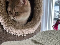 -青奢宠物·青奢猫舍