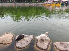 -莲湖公园