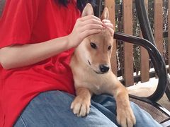 -柴犬高等学院·狗咖·柴犬售卖·宠物训练