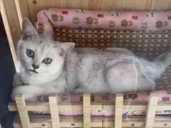 -上海大学附属上海和平眼科医院