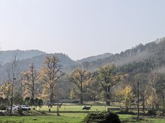 -千年银杏谷文化旅游区