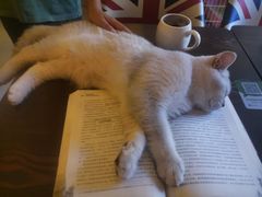 -名猫咖啡馆·撸猫·拼豆