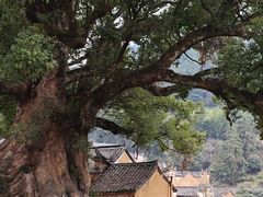 -杨家堂村
