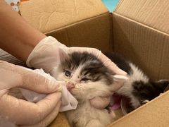 -北京观赏动物医院·24小时大型综合·猫专科·异宠专科